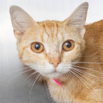 CHEESE -  Domestic Short Hair Cat for Adoption in St. Louis, Missouri - CHEESE | PetCurious