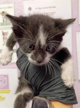 k1 -  Domestic Short Hair Cat for Adoption in El Paso, Texas - K1 | PetCurious