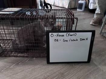 Domestic Medium Hair Cats Available for Adoption in Oklahoma City, Oklahoma - O2 | PetCurious