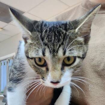 Blossom-6083 -  Domestic Short Hair Cat for Adoption in Tyler, Texas - Blossom-6083 | PetCurious