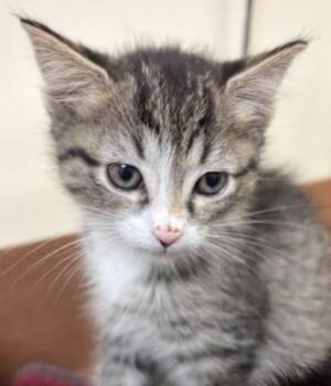 Falling Leaf -  Domestic Short Hair Cat for Adoption in West Chester, Pennsylvania - Falling Leaf | PetCurious
