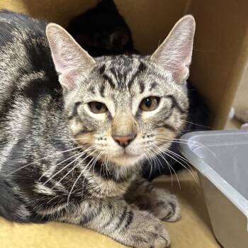 Camo -  Domestic Short Hair Cat for Adoption in Sonora, California - Camo | PetCurious