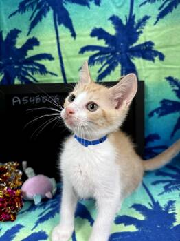 Dougie -  Domestic Short Hair and Tiger Cat for Adoption in Lake Monroe, Florida - Dougie | PetCurious