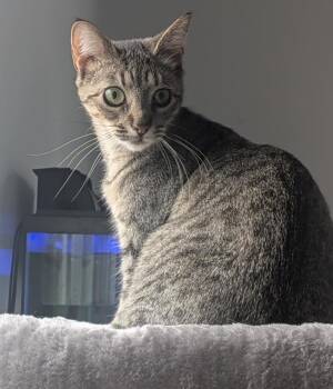 Bengal and Tabby Cats Available for Adoption - Darling Is A DARLING Polka Dotted Love Bug!   VIDEO!!  Way More  | PetCurious