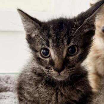 Einstein -  Domestic Short Hair Cat for Adoption in Los Angeles, California - Einstein | PetCurious