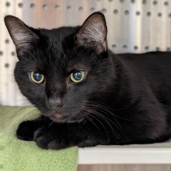 Sebastian -  Domestic Short Hair Cat for Adoption in Pittsburgh, Pennsylvania - Sebastian | PetCurious