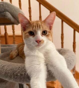 Sunny -  Domestic Medium Hair Cat for Adoption in Ottawa, Ontario - Sunny | PetCurious