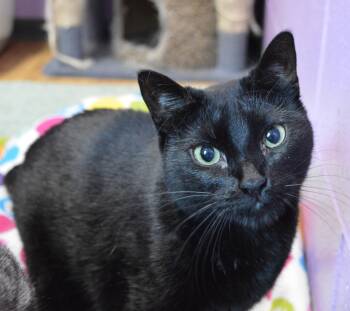 Jamie -  Domestic Short Hair Cat for Adoption - Jamie | PetCurious
