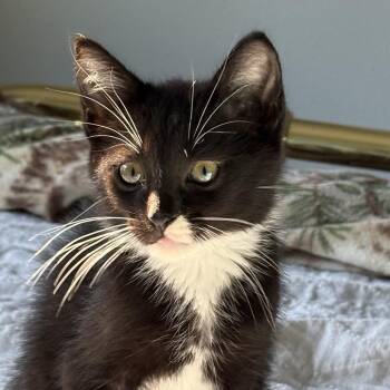 Dominic -  Domestic Short Hair Cat for Adoption in Spokane, Washington - Dominic | PetCurious