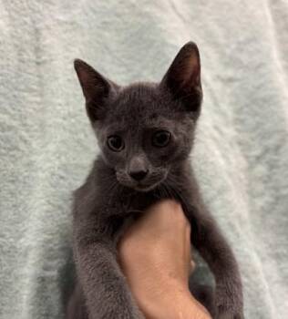 Alfonso Ribeiro -  Domestic Short Hair Cat for Adoption in Honolulu, Hawaii - Alfonso Ribeiro | PetCurious