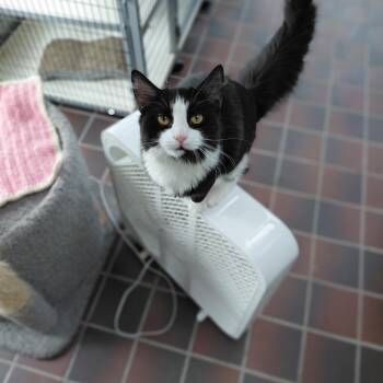 Poppie -  Domestic Long Hair Cat for Adoption in Littleton, New Hampshire - Poppie | PetCurious