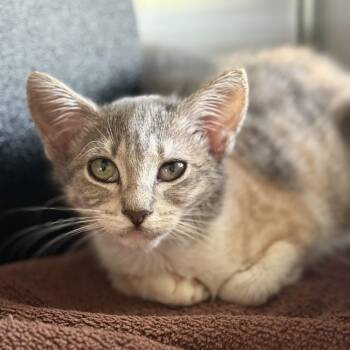 Champagne -  Domestic Short Hair Cat for Adoption in Ridgely, Maryland - Champagne | PetCurious