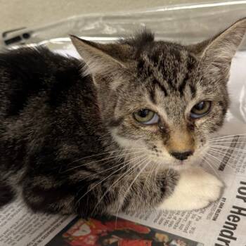 Rescue Domestic Short Hair Cats for Adoption in Yuma, Arizona - Missy | PetCurious