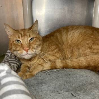 Domestic Short Hair Cats Available for Adoption - Felix | PetCurious