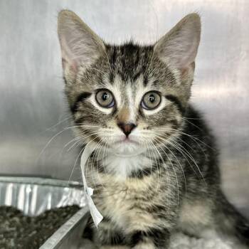 Jack -  Domestic Short Hair Cat Available for Adoption in Matteson, Illinois - Jack | PetCurious