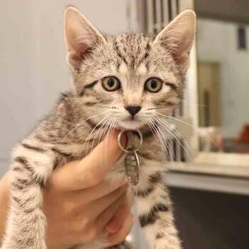 India -  Domestic Short Hair Cat for Adoption in Port Washington, New York - India | PetCurious