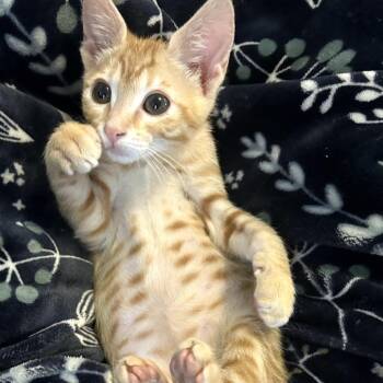 Gator -  Domestic Short Hair Cat for Adoption in Las Vegas, Nevada - Gator | PetCurious