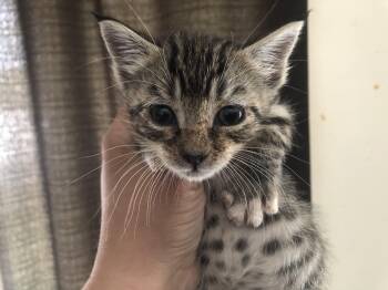 Lynx -  Domestic Medium Hair Cat for Adoption in Emporia, Kansas - Lynx | PetCurious