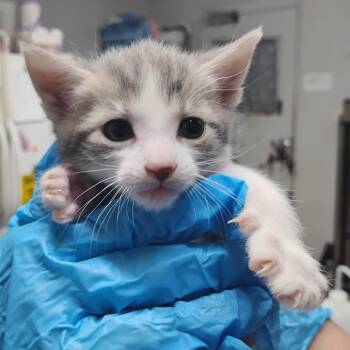 Domestic Short Hair Cats Available for Adoption in Summerville, South Carolina - Lamb | PetCurious