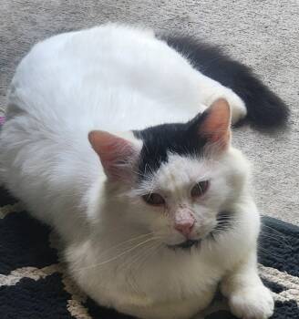 Rescue Domestic Medium Hair Cats for Adoption in Farmington, Minnesota - Connor ***COURTESY POST*** | PetCurious