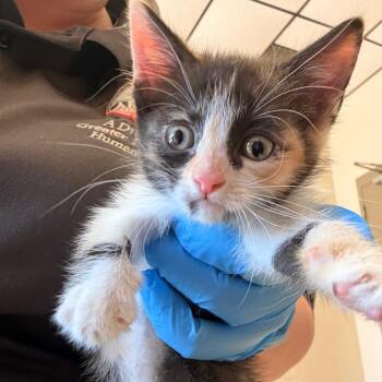 Jaclyn -  Domestic Short Hair Cat for Adoption in Birmingham, Alabama - Jaclyn | PetCurious