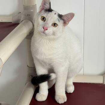 Rescue Domestic Short Hair Cats for Adoption in Redwood Falls, Minnesota - Zorro | PetCurious