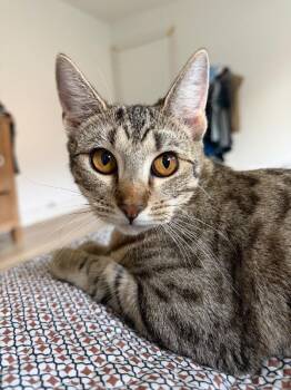 Canela Gato -  Tabby and Domestic Short Hair Cat for Adoption in Friendswood, Texas - Canela Gato | PetCurious