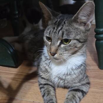 Rescue Domestic Short Hair Cats for Adoption in Melbourne, Kentucky - Angel | PetCurious