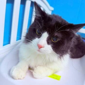 Kronos -  Domestic Medium Hair Cat for Adoption - Kronos | PetCurious