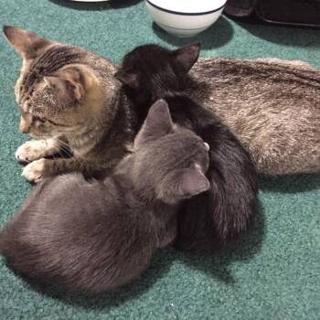 Domestic Short Hair Cats Available for Adoption in Springfield, Illinois - Kate | PetCurious