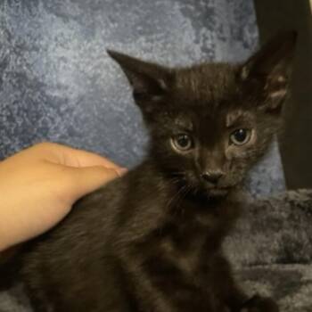 Luno -  Domestic Short Hair Cat for Adoption in West Palm Beach, Florida - Luno | PetCurious