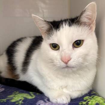 Josie -  Domestic Short Hair Cat for Adoption in Naperville, Illinois - Josie | PetCurious