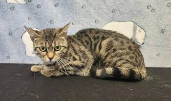 Rescue Bengal Cats for Adoption in Benld, Illinois - Willow | PetCurious