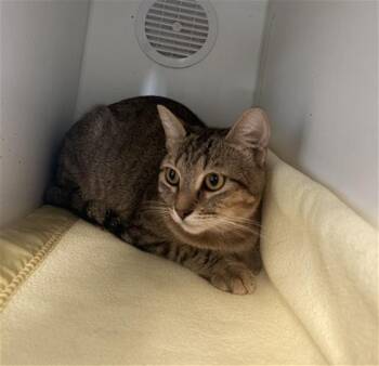 LIZ -  Domestic Short Hair Cat for Adoption in Camarillo, California - LIZ | PetCurious