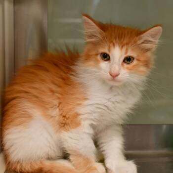 Crimson -  Domestic Medium Hair Cat Available for Adoption in Ottawa, Kansas - Crimson | PetCurious