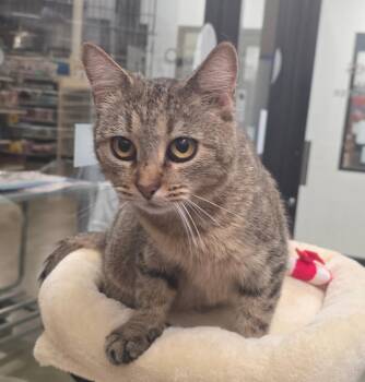 Tea Cup needs friend -  Domestic Short Hair Cat for Adoption in Hendersonville, Tennessee - Tea Cup Needs Friend | PetCurious