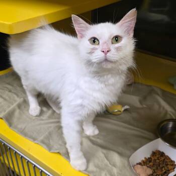 Rescue Domestic Medium Hair Cats for Adoption in Abilene, Texas - Snow White | PetCurious