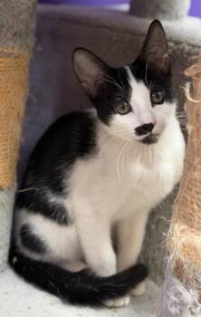 Mary Moo -  Domestic Short Hair Cat for Adoption in Valley Park, Oklahoma - Mary Moo | PetCurious
