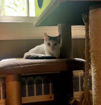 Joker -  Domestic Short Hair Cat for Adoption in Wendell, North Carolina - Joker | PetCurious