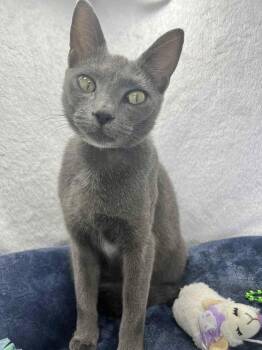 Rescue Russian Blue and Domestic Short Hair Cats for Adoption in Tavares, Florida - Sabba | PetCurious