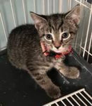 Hamish -  Domestic Short Hair Cat for Adoption in Heathsville, Virginia - Hamish | PetCurious