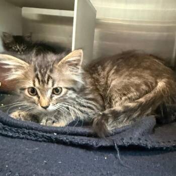 Luna is at Petsmart GJ -  Domestic Medium Hair Cat for Adoption in Cedaredge, Colorado - Luna Is At Petsmart GJ | PetCurious