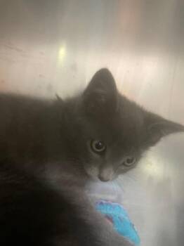 Misfit -  Domestic Short Hair Cat for Adoption in Blountville, Tennessee - Misfit | PetCurious