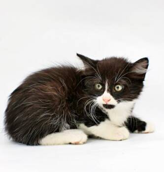 Nigel -  Domestic Short Hair Cat for Adoption in Morton Grove, Illinois - Nigel | PetCurious
