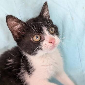 BETTY -  Domestic Medium Hair Cat Available for Adoption in Auburn, California - BETTY | PetCurious