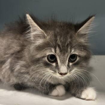 Saturn Burger -  Domestic Long Hair Cat for Adoption in Chattanooga, Tennessee - Saturn Burger | PetCurious