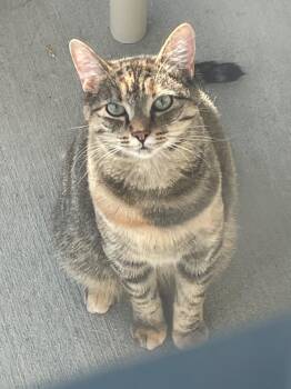 Rescue Domestic Short Hair Cats for Adoption in New Philadelphia, Ohio - Mrs Throppe | PetCurious