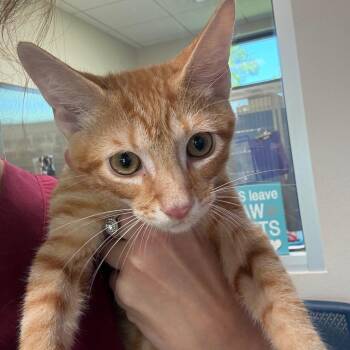 Mr Mango -  Domestic Short Hair Cat for Adoption in Englewood, Florida - Mr Mango | PetCurious