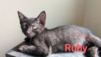 Rescue Domestic Short Hair Cats for Adoption in St. Cloud, Florida - Ruby | PetCurious