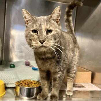 Domestic Short Hair Cats Available for Adoption - Twinkle T | PetCurious